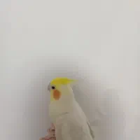 عروس هلندی|پرنده|آذرشهر, |دیوار