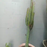 کاکتوس افوربیا