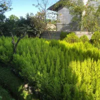 فروش لاوسون(کاج طلایی)|گل و گیاه طبیعی|کتالم و سادات شهر, |دیوار