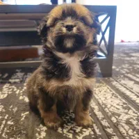 سگ شیتزو آپارتمانی مینیاتوری