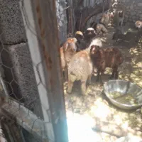 ۱۴بره نر