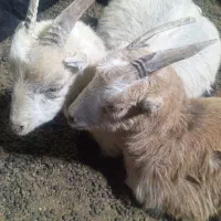 بز سانن جوان|حیوانات مزرعه|آبیک, |دیوار