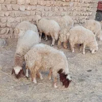 فروش   هشت عدد بره نر