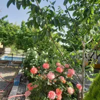 کافه باغ|استخدام خدمات فروشگاه و رستوران|مشهد, کوشک مهدی|دیوار