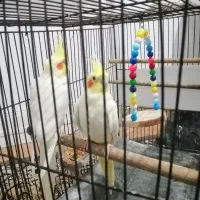 عروس هلندی لوتینو