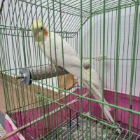 عروس هلندی جفت