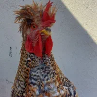 خروس