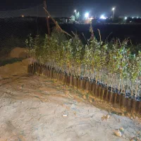 نهال پسته بادامی زرندی|حراج|شاهین‌شهر, گرگاب|دیوار