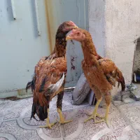 جوجه لاری|حیوانات مزرعه|اسلام‌شهر, شهرک مفیدی|دیوار