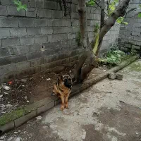 سگ ژرمن شپرت کلاسیک