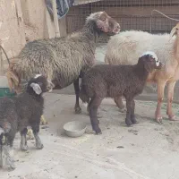 میش‌‌ افشار