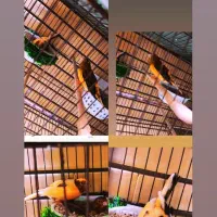 ماده قناری جفتخور سهره رو چال خوابیده دو عدد /