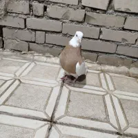 کفتر پرنده طوقی