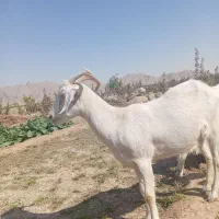 بز سانن|حیوانات مزرعه|جرقویه, |دیوار