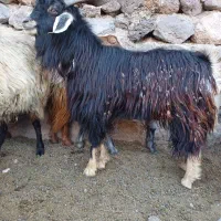 تکه نر بز دامازدخ