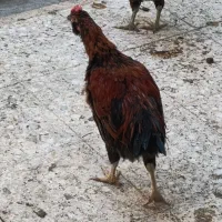 تعدادی خروس گلین چهل تاج کاکلی ریشو شش ماهه|حیوانات مزرعه|رباطکریم, کیکاور|دیوار