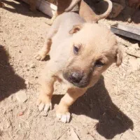 سگ محلی|سگ|ماسوله, |دیوار