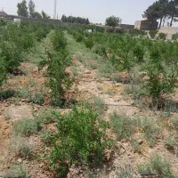 زمین کشاورزی در ۲۰۷۰ متر در علی آباد محیط|فروش دفتر صنعتی، کشاورزی، تجاری|جوادآباد, |دیوار