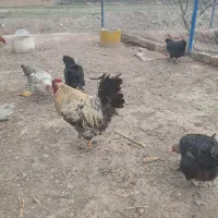 خروس جوان (بچه)