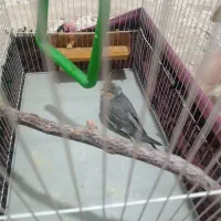 عروس هلندی 7ماهه