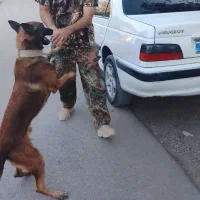 سگ تربیت شده باهوش|سگ|جیرفت, |دیوار