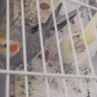 عروس هلندی مولد|پرنده|نیریز, |دیوار