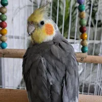 عروس هلندی سخنگو