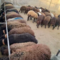 بره نر افشاری درجه یک|حیوانات مزرعه|قرچک, میرزائی شمالی|دیوار