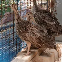 جوجه بوقلمون ۴۵ روز برنز سینه پهن