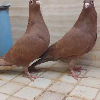 سرخ کرمونی و ساده سیاه|پرنده|سبزوار, باهنر|دیوار