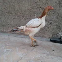 مرغ و خروس لاری|حیوانات مزرعه|پیشوا, |دیوار