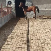 اسب|اسب و تجهیزات اسب‌سواری|بوئین زهرا, |دیوار