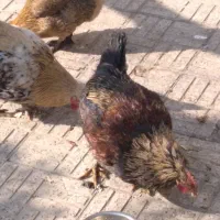 مرغ و خروس بومی