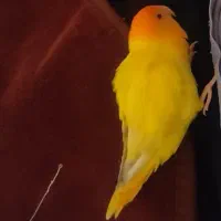 کوتوله برزیلی گمشده