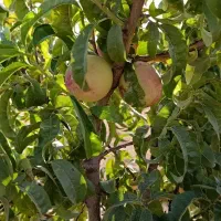 باغ پردیس عباس آبادسلطانیه|فروش دفتر صنعتی، کشاورزی، تجاری|سلطانیه, |دیوار