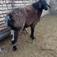 قوچ ۲سال افغانی|حیوانات مزرعه|پیر بکران, |دیوار