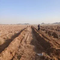 فروش-زمین-باغی-کاروانسرامادرشاه-مورچه-خورت