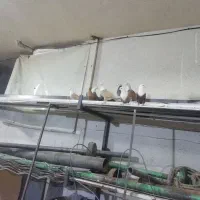 5عدد کله سفید جوانه