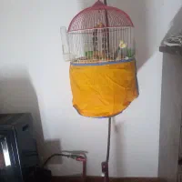 طوطی سخنگو سرحال با تمام امکانات|پرنده|رشت, جانبازان|دیوار