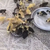 اوردک زرنگ سرحال