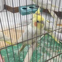 عروس|پرنده|اسلامشهر, شهرک سعیدیه|دیوار