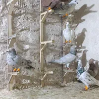 حیوون|پرنده|مشهد, کوی المهدی|دیوار