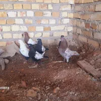 کفتر سینلی همه به شرط جوجه کشی