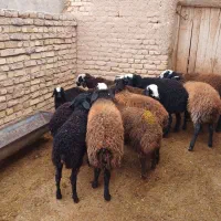 ۱۱راس بره نر اصل شال