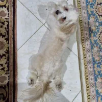 سگ ۸ ماهه شیتزو|سگ|قدس, شهرقدس|دیوار