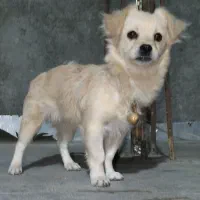 حیوان خانگی|سگ|خمینیشهر, |دیوار