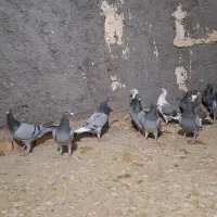 کفتر بوم جنگنده گناباد