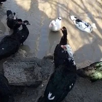 واگذاری تعدادی اردک اسراییلی و قو غاز دورگ و سگ