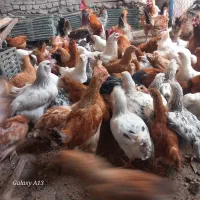 جوجه مرغ وخروس محلی صحیح وسالم