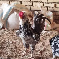 مرغ خروس گلین